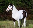 /album/photos-de-chevaux-poneys-anes-/cheval-pie-jpg/